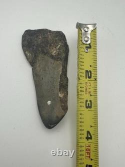 MEGALODON SHARK TOOTH 3.85in MASSIVE FOSSIL RARE
