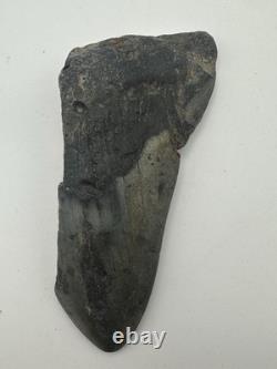 MEGALODON SHARK TOOTH 3.85in MASSIVE FOSSIL RARE