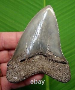 MEGALODON SHARK TOOTH 3.92 in. GEORGIA MEG REAL FOSSIL SERRATED