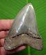Megalodon Shark Tooth 3.92 In. Georgia Meg Real Fossil Serrated