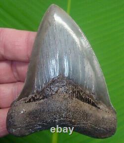 MEGALODON SHARK TOOTH 3.92 in. SERATED GEORGIA, USA FOSSIL MEGLADONE JAW