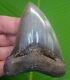Megalodon Shark Tooth 3.92 In. Serated Georgia, Usa Fossil Megladone Jaw