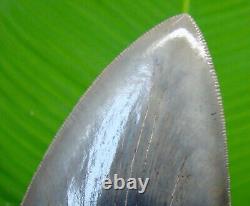 MEGALODON SHARK TOOTH 3.92 in. SERATED GEORGIA, USA FOSSIL MEGLADONE JAW