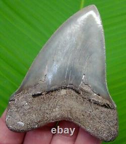 MEGALODON SHARK TOOTH 3.92 in. SERATED GEORGIA, USA FOSSIL MEGLADONE JAW