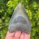 Megalodon Shark Tooth 3.969 X 2.814 Authentic Fossil