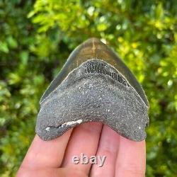 MEGALODON SHARK TOOTH 3.969 x 2.814 Authentic Fossil