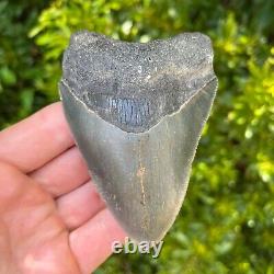 MEGALODON SHARK TOOTH 3.969 x 2.814 Authentic Fossil