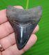 Megalodon Shark Tooth 3 In. Real Fossil Serrated & Natural Georgia, Usa