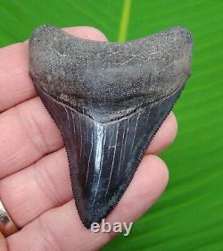 MEGALODON SHARK TOOTH 3 in. REAL FOSSIL SERRATED & NATURAL GEORGIA, USA