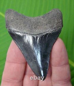 MEGALODON SHARK TOOTH 3 in. REAL FOSSIL SERRATED & NATURAL GEORGIA, USA