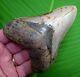 Megalodon Shark Tooth 4.08 In. Real Fossil No Restorations