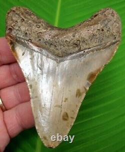 MEGALODON SHARK TOOTH 4.08 in. REAL FOSSIL NO RESTORATIONS