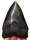 Megalodon Shark Tooth 4.08 Inch Real Fossil No Restoration Serrated