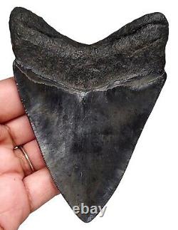MEGALODON SHARK TOOTH 4.08 inch REAL FOSSIL NO RESTORATION SERRATED