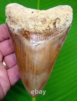 MEGALODON SHARK TOOTH 4 & 11/16 in. COLORFUL with FREE STAND REAL FOSSIL