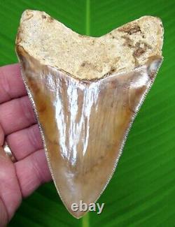 MEGALODON SHARK TOOTH 4 & 11/16 in. COLORFUL with FREE STAND REAL FOSSIL