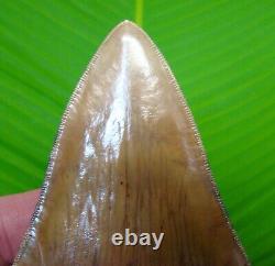 MEGALODON SHARK TOOTH 4 & 11/16 in. COLORFUL with FREE STAND REAL FOSSIL