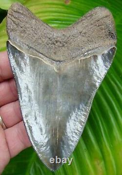 MEGALODON SHARK TOOTH 4 & 11/16 in. REAL FOSSIL SERRATED NO RESTORATIONS