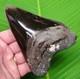 Megalodon Shark Tooth 4 & 13/16 Authentic Real Fossil