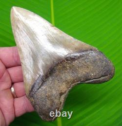 MEGALODON SHARK TOOTH 4 & 13/16 AUTHENTIC Real Fossil