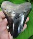 Megalodon Shark Tooth 4 & 13/16 In. Natural Gold Pyrite Galore Real