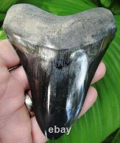 MEGALODON SHARK TOOTH 4 & 13/16 in. NATURAL GOLD PYRITE GALORE REAL
