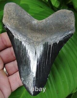 MEGALODON SHARK TOOTH 4 & 13/16 in. NATURAL GOLD PYRITE GALORE REAL