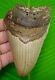 Megalodon Shark Tooth 4 & 13/16 In. Real Fossil No Restorations