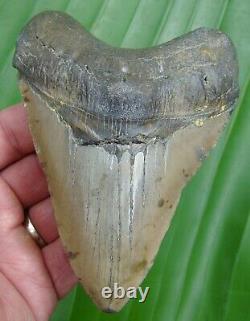 MEGALODON SHARK TOOTH 4 & 13/16 in. REAL FOSSIL NO RESTORATIONS