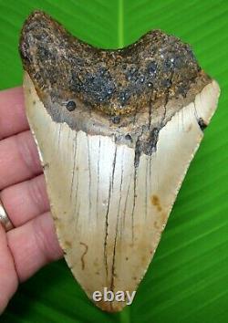 MEGALODON SHARK TOOTH 4 & 13/16 in. REAL FOSSIL NO RESTORATIONS