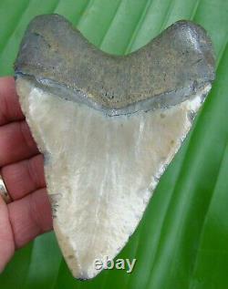 MEGALODON SHARK TOOTH 4 & 13/16 in. REAL FOSSIL NO RESTORATIONS