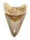 Megalodon Shark Tooth 4 & 13/16 In. Serrated Real Fossil