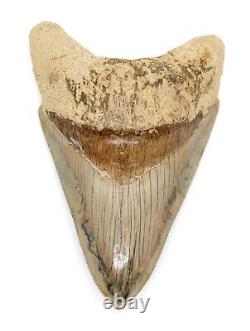 MEGALODON SHARK TOOTH 4 & 13/16 in. SERRATED REAL FOSSIL