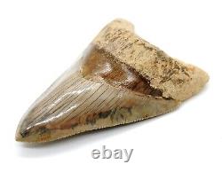 MEGALODON SHARK TOOTH 4 & 13/16 in. SERRATED REAL FOSSIL