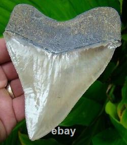 MEGALODON SHARK TOOTH 4 & 13/16 in. TOP SHELF REAL FOSSIL NATURAL