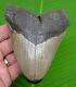 Megalodon Shark Tooth 4 & 13/16 In. With Display Stand Authentic Fossil