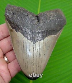 MEGALODON SHARK TOOTH 4 & 13/16 in. With DISPLAY STAND AUTHENTIC FOSSIL
