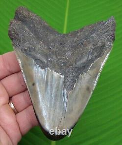 MEGALODON SHARK TOOTH 4 & 13/16 in. With DISPLAY STAND AUTHENTIC FOSSIL