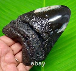 MEGALODON SHARK TOOTH 4.15 inches POLISHED REAL FOSSIL NOT REPLICA