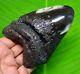 Megalodon Shark Tooth 4.15 Inches Polished Real Fossil Not Replica