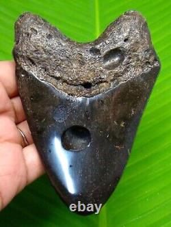 MEGALODON SHARK TOOTH 4.15 inches POLISHED REAL FOSSIL NOT REPLICA