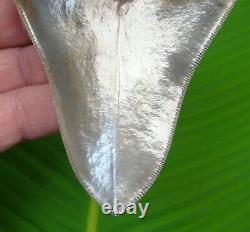 MEGALODON SHARK TOOTH 4 & 1/2 REAL FOSSIL With DISPLAY STAND TOP QUALITY