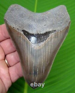 MEGALODON SHARK TOOTH 4 & 1/2 REAL FOSSIL With DISPLAY STAND TOP QUALITY