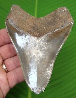 MEGALODON SHARK TOOTH 4 & 1/2 REAL FOSSIL With DISPLAY STAND TOP QUALITY