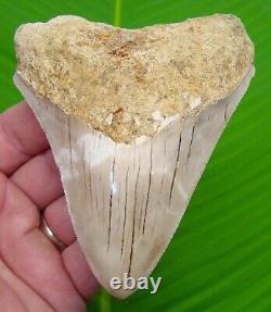 MEGALODON SHARK TOOTH 4 & 1/2 SHARKS TEETH with DISPLAY STAND MEGLADONE JAW