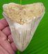 Megalodon Shark Tooth 4 & 1/2 Sharks Teeth With Display Stand Megladone Jaw