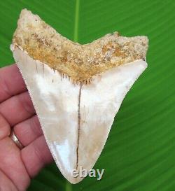 MEGALODON SHARK TOOTH 4 & 1/2 SHARKS TEETH with DISPLAY STAND MEGLADONE JAW