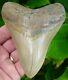Megalodon Shark Tooth 4 & 1/2 In. High Grade Ledge Tooth With Bourlette
