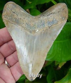 MEGALODON SHARK TOOTH 4 & 1/2 in. HIGH GRADE Ledge Tooth with BOURLETTE