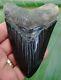 Megalodon Shark Tooth 4 & 1/2 In. Jet Black Real Fossil Natural